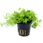 Preview: Hydrocotyle tripartita