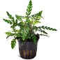 Preview: Hygrophila pinnatifida