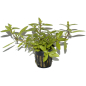 Preview: Hygrophila polysperma