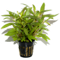 Preview: Hygrophila corymbosa 'Siamensis 53B'