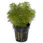 Preview: Limnophila sessiliflora