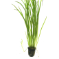Preview: Vallisneria spiralis "Tiger"