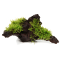 Preview: Vesicularia montagnei "Christmas" auf Holz