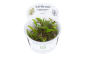 Preview: 1-2-GROW Cryptocoryne wendtii "Green"