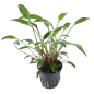 Preview: Cryptocoryne x willisii