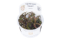 Preview: 1-2-GROW Hygrophila pinnatifida