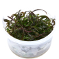 Preview: 1-2-GROW Hygrophila lancea "Araguaia"