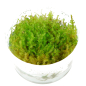 Preview: 1-2-GROW Vesicularia montagnei 'Christmas Moss'