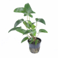 Preview: Anubias gracilis