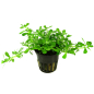 Preview: Bacopa monnieri "Compact"