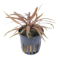 Preview: Cryptocoryne albida "Brown"