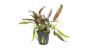 Preview: Cryptocoryne usteriana