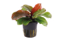 Preview: Echinodorus "Reni"