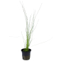 Preview: Eleocharis montevidensis