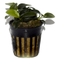 Preview: Anubias bartri "petite"