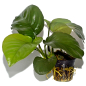 Preview: Anubias barteri var. caladiifolia