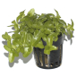 Preview: Bacopa caroliniana
