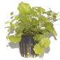 Preview: Cardamine lyrata