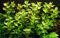 Preview: Bacopa caroliniana im Bund