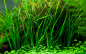 Preview: Cyperus helferi