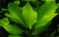 Preview: Echinodorus cordifolius "Fluitans"