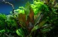 Preview: Echinodorus "Reni"