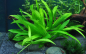 Preview: Helanthium bolivianum "Quadricostatus"