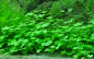 Preview: Hydrocotyle tripartita
