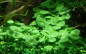 Preview: Hydrocotyle verticillata