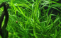 Preview: Hygrophila costata