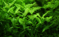 Preview: Hygrophila polysperma