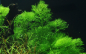 Preview: Limnophila aquatica