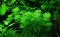 Preview: Limnophila sessiliflora