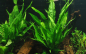Preview: Microsorum pteropus