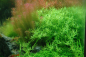 Preview: 1-2-GROW Rotala rotundifolia "Green"