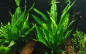 Preview: Microsorium pteropus auf Lavastein