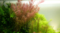 Preview: Rotala rotundifolia