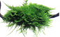Preview: Vesicularia montagnei "Christmas" auf Holz