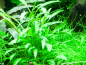 Preview: Cryptocoryne x willisii