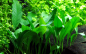 Preview: Anubias barteri var. glabra