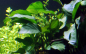 Preview: Anubias barteri var. barteri
