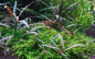 Preview: 1-2-GROW Hygrophila pinnatifida