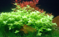 Preview: Bacopa australis