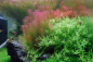 Preview: 1-2-GROW Rotala wallichii