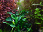 Preview: Bucephalandra pygmaea "Bukit Kelam"