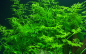 Preview: Ceratopteris thalictroides