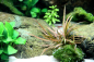Preview: Cryptocoryne albida "Brown"