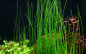 Preview: Eleocharis montevidensis