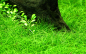 Preview: Eleocharis parvula