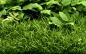 Preview: Lilaeopsis brasiliensis